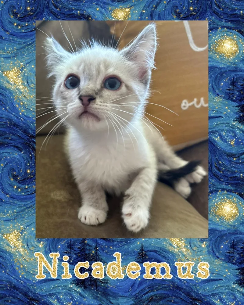 Nicademus