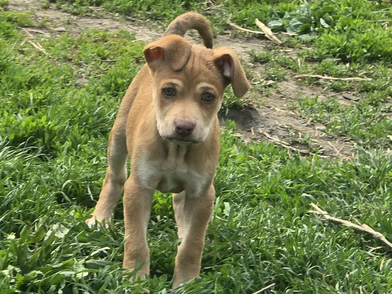 A baby small-sized female Pit Bull Terrier dog named Kahlua for adoption in Troy, MI