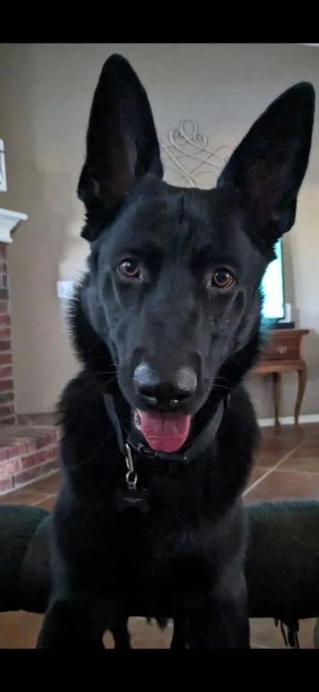 An adult large-sized male Black German Shepherd Dog dog named Jax for adoption in Bartlesville, OK