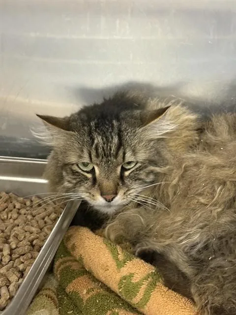 An adult large-sized female Maine Coon cat named Honey for adoption in Upper Marlboro, MD