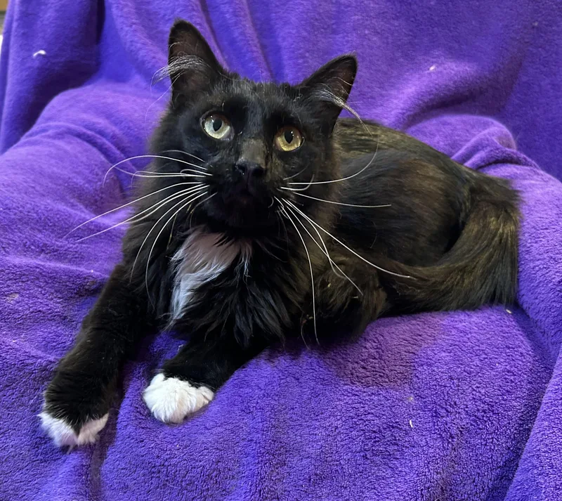 R Mittens