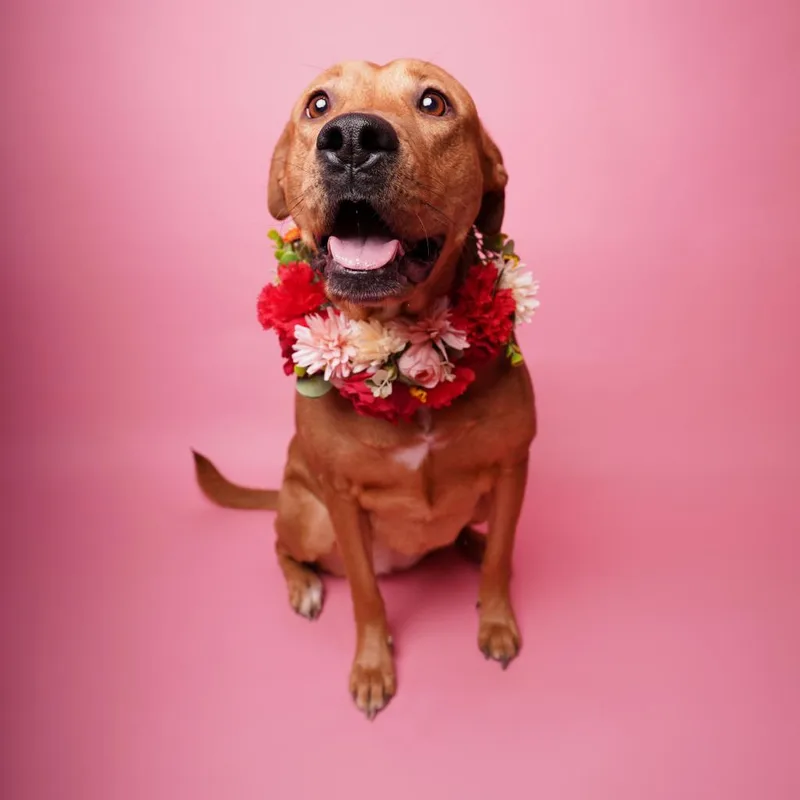 An adult medium-sized female Labrador Retriever dog named Rory for adoption in Dallas, TX