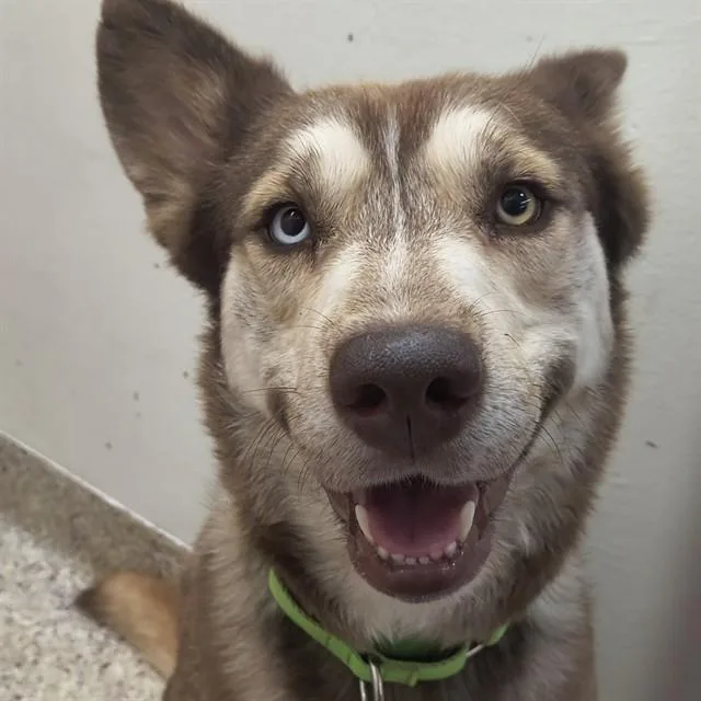 A young large-sized male Siberian Husky dog named Creed for adoption in Tucson, AZ