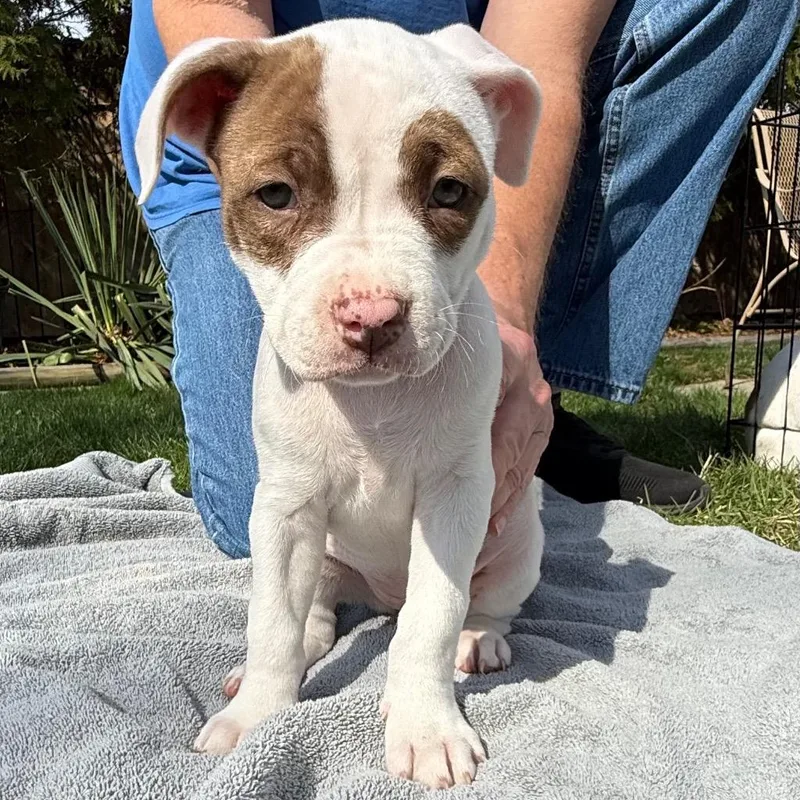 A baby small-sized female Pit Bull Terrier dog named Diana for adoption in Utica, MI