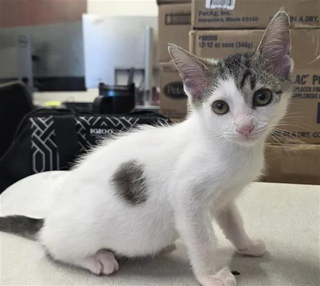 A baby small-sized female Domestic Short Hair cat named Mickey for adoption in San Antonio, TX