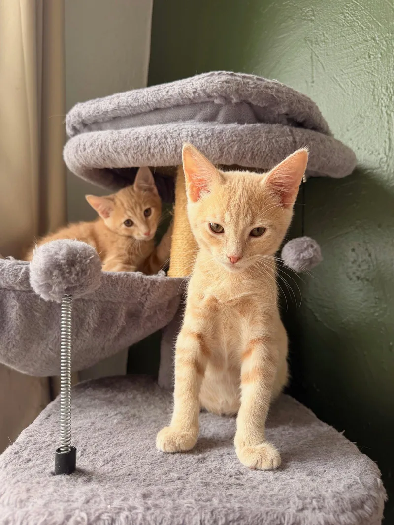 A baby small-sized male American Shorthair cat named Noon & Joon for adoption in Walnut Creek, CA