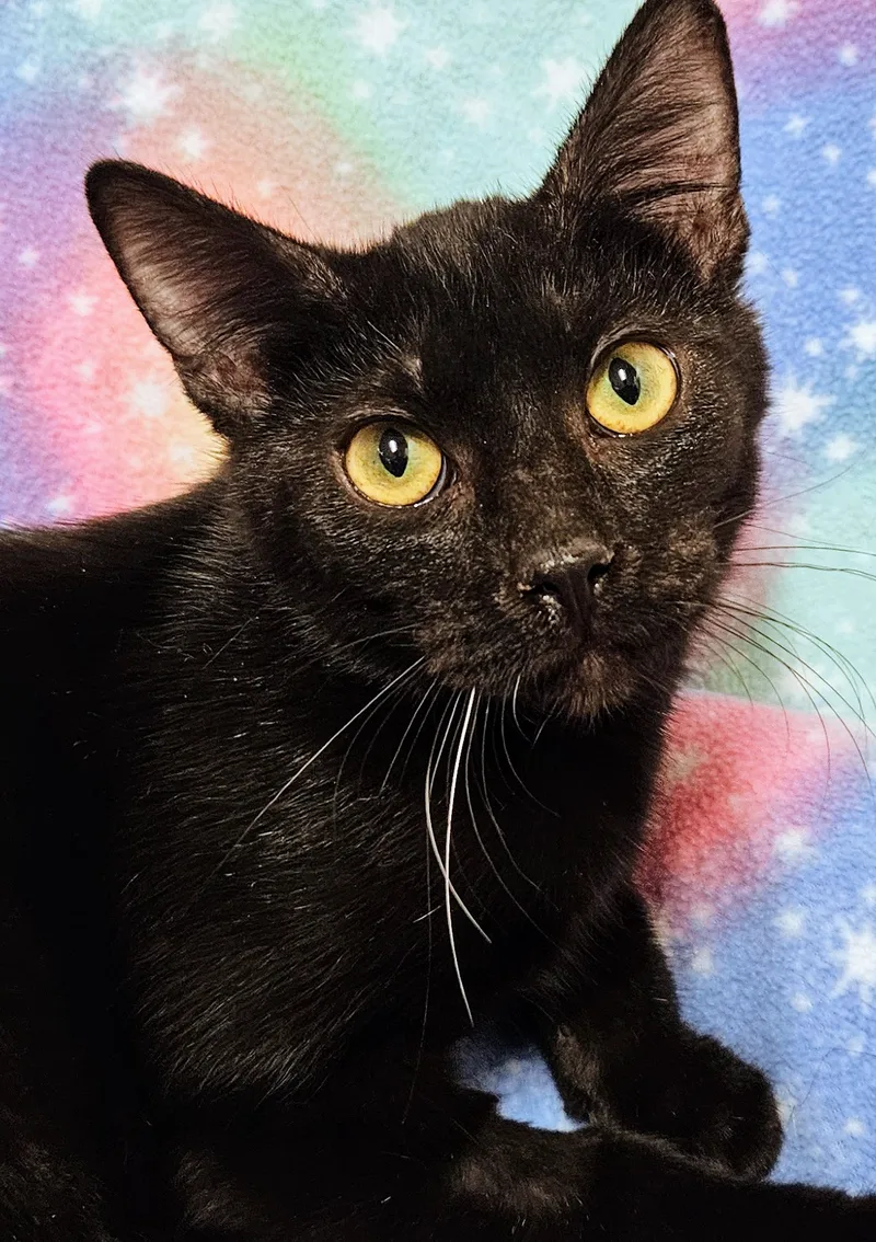 An adult small-sized male Black Domestic Short Hair cat named Loki  Rancho Cucamonga for adoption in Yorba Linda, CA