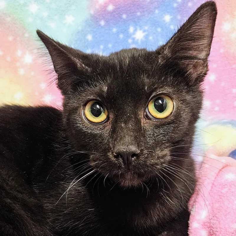 Loki  Rancho Cucamonga thumbnail 3