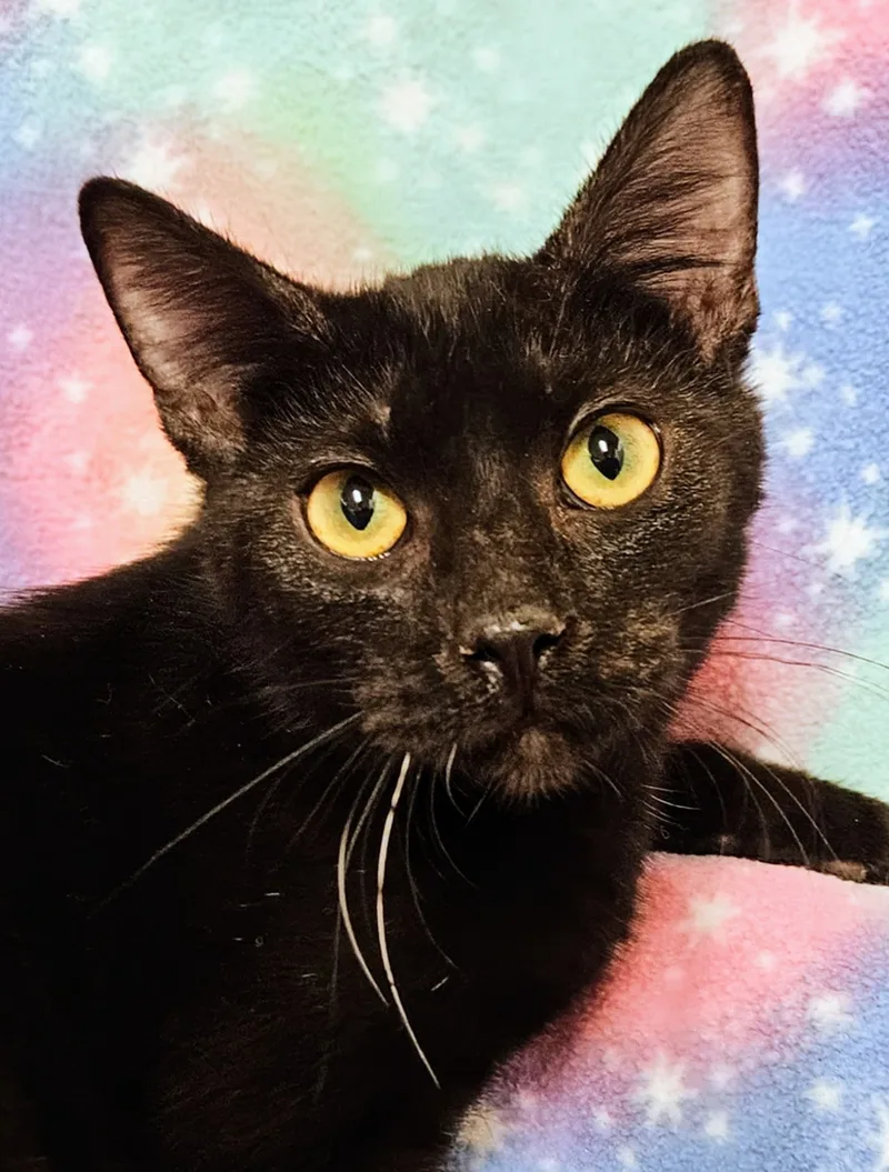 Loki  Rancho Cucamonga thumbnail 4