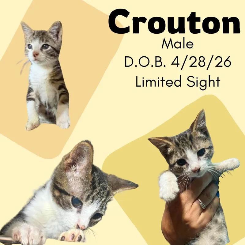 A baby medium-sized male Tabby (Buff / Tan / Fawn) Domestic Short Hair cat named Crouton for adoption in Caldwell, TX
