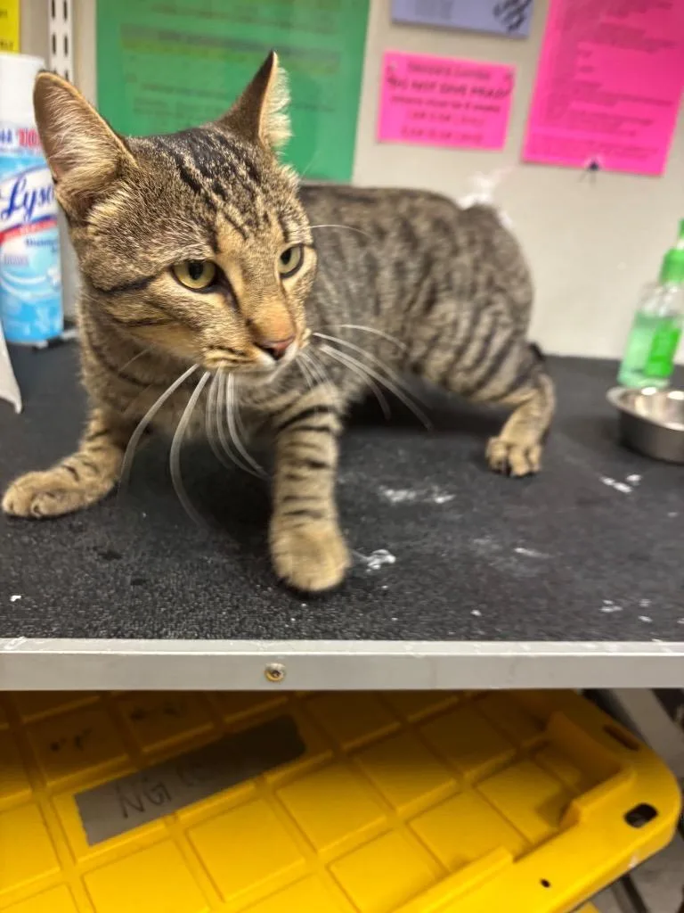 A young medium-sized male Domestic Short Hair cat named Dillard for adoption in Sorrento, LA