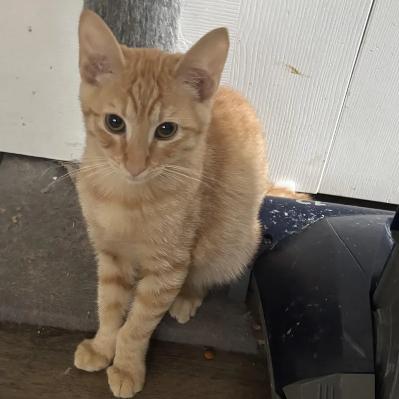 A baby small-sized male Tabby (Orange / Red) Domestic Short Hair cat named Simon for adoption in Antioch, CA