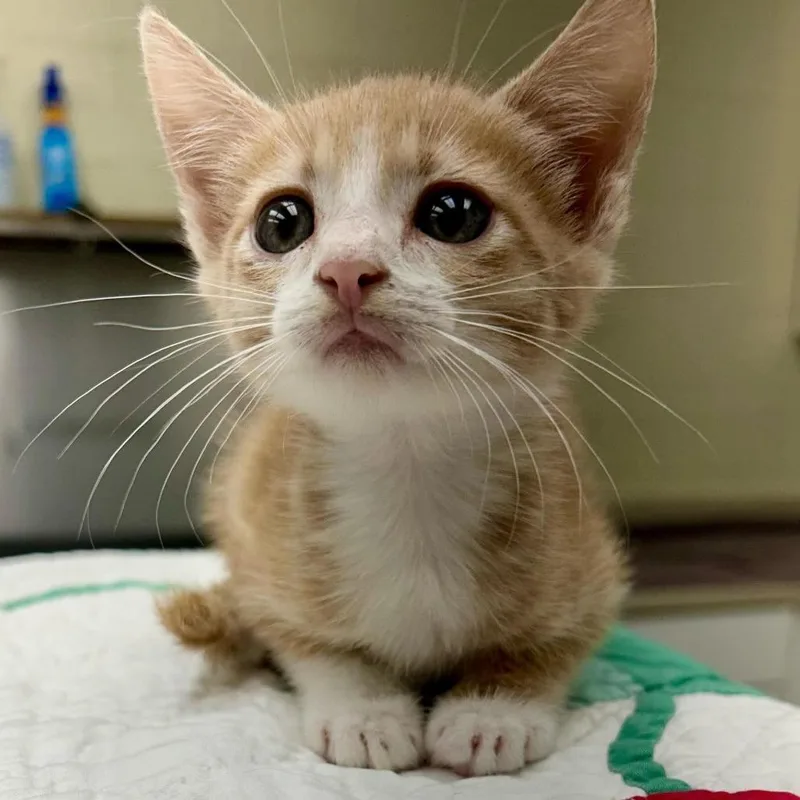 A baby small-sized male Domestic Short Hair cat named Whip for adoption in Bastrop, TX