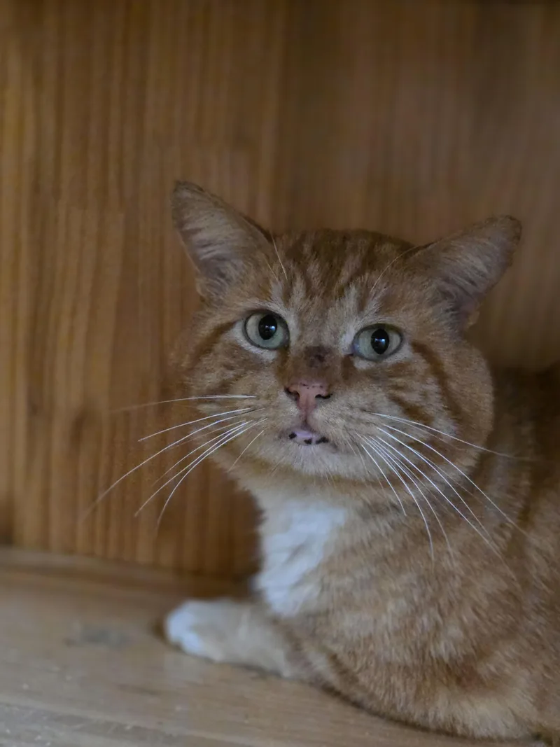 An adult large-sized male Domestic Short Hair cat named Georgie for adoption in Rio Linda, CA