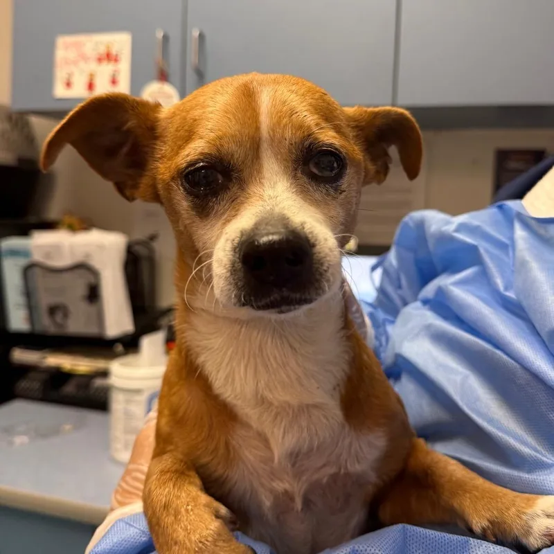 An adult small-sized male Brown / Chocolate Mixed Breed dog named Robo for adoption in Charleston, WV