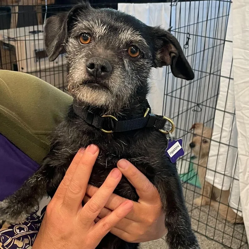 An adult small-sized male Black Terrier dog named Rigatoni for adoption in San Francisco, CA