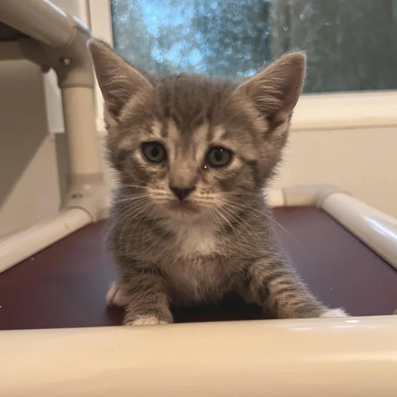 A baby small-sized female Gray / Blue / Silver Domestic Short Hair cat named Pawdrey Heppurrn for adoption in Brighton, MO