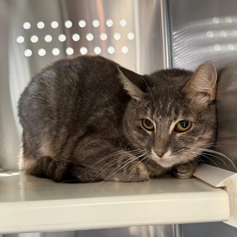 A young medium-sized female Gray / Blue / Silver Domestic Short Hair cat named Aries AR for adoption in Denver, CO