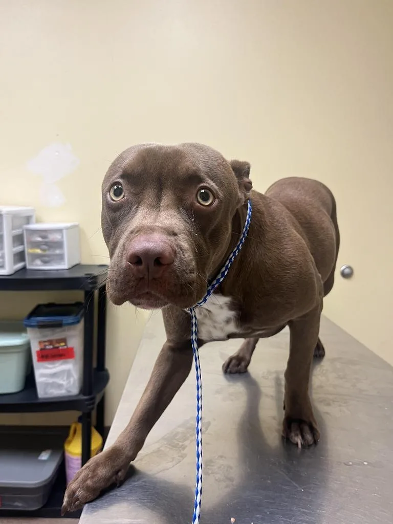 A young medium-sized male Mixed Breed dog named Huger for adoption in Florence, SC