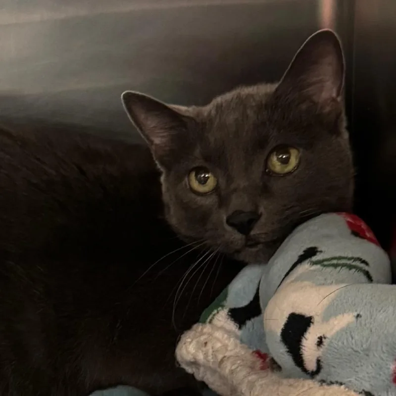A senior medium-sized female Gray / Blue / Silver Domestic Short Hair cat named Gracie for adoption in Lakewood, CO