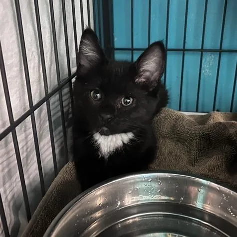 A baby small-sized male Black Domestic Short Hair cat named Freckles for adoption in Davenport, IA