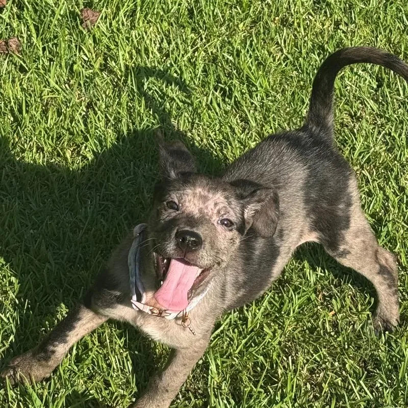 A baby small-sized female Gray / Blue / Silver Cattle Dog dog named Pepper for adoption in Enterprise, AL