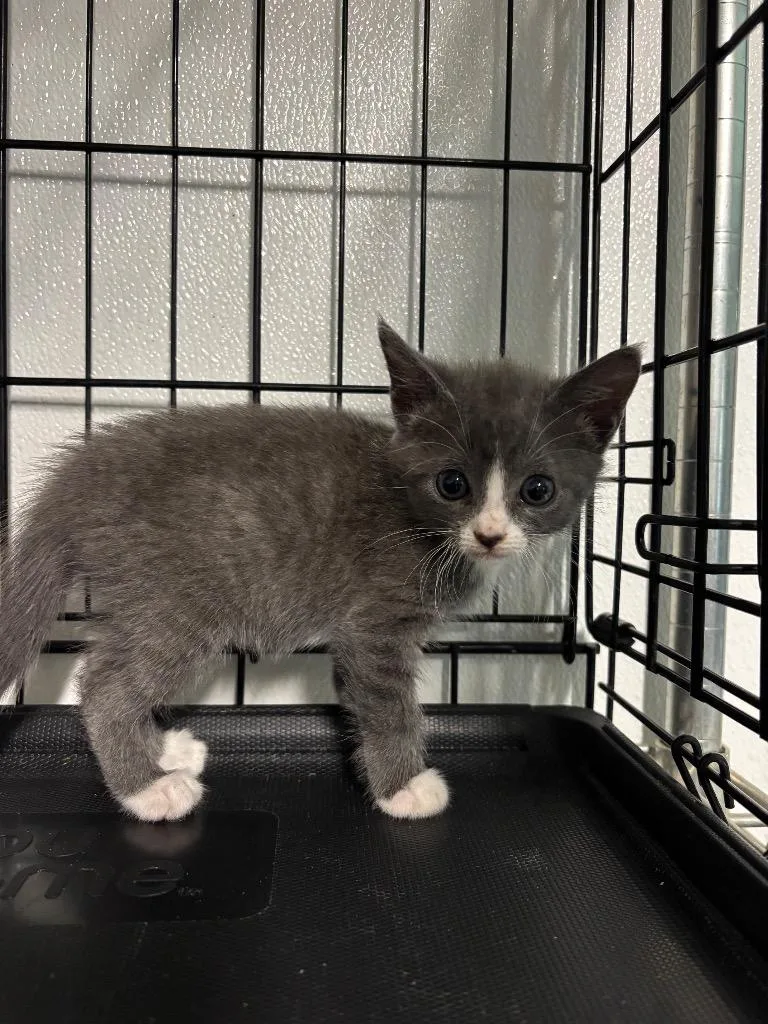 A baby large-sized female Domestic Short Hair cat named Cheesecake for adoption in Metter, GA