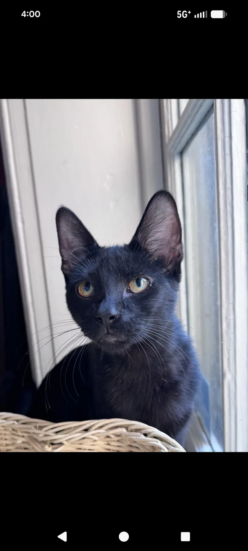 A baby small-sized female Black Domestic Short Hair cat named Bunny and Clyde for adoption in Haddon Heights, NJ