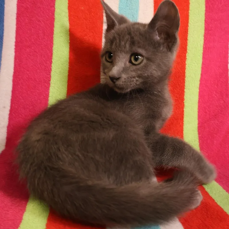 A baby small-sized male Gray / Blue / Silver Domestic Short Hair cat named Finch for adoption in Saint Charles, MO