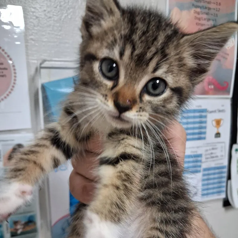 A baby small-sized female Brown / Chocolate Domestic Short Hair cat named Whimsykins for adoption in Birmingham, AL