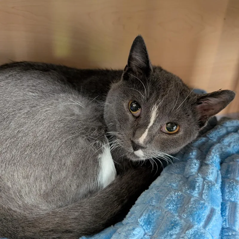 An adult medium-sized female Domestic Short Hair cat named Eddi for adoption in Brookfield, WI