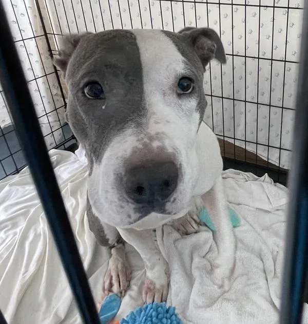 An adult medium-sized female Mixed Breed dog named Dior for adoption in Ridgewood, NY