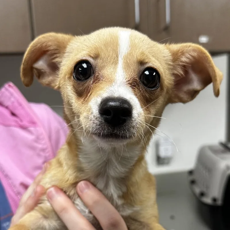 Toaster Strudel thumbnail 2