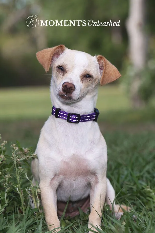 A baby small-sized female Apricot / Beige Chihuahua dog named Spring for adoption in Myakka City, FL