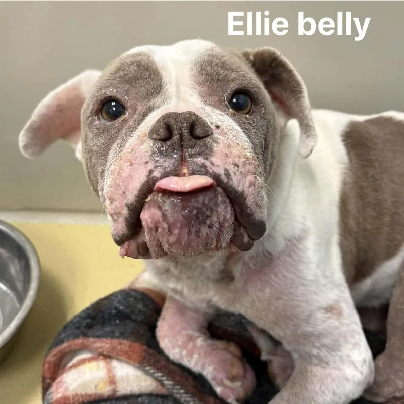 Ellie Bellie thumbnail 2