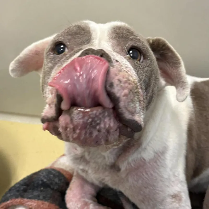 Ellie Bellie thumbnail 4