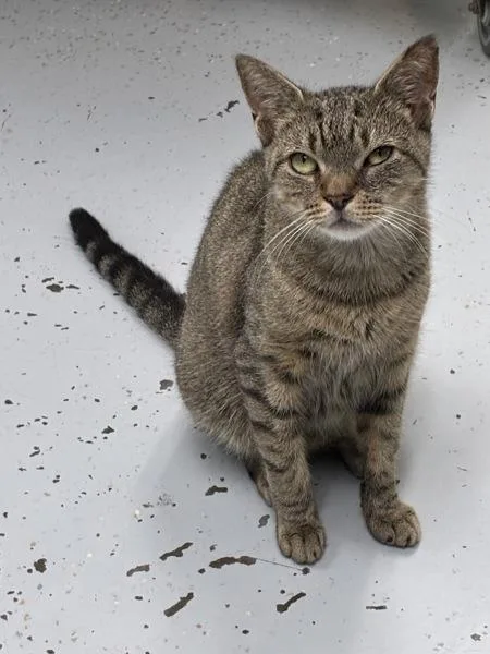 A young medium-sized female Domestic Short Hair cat named Gumdrop for adoption in Skillman, NJ