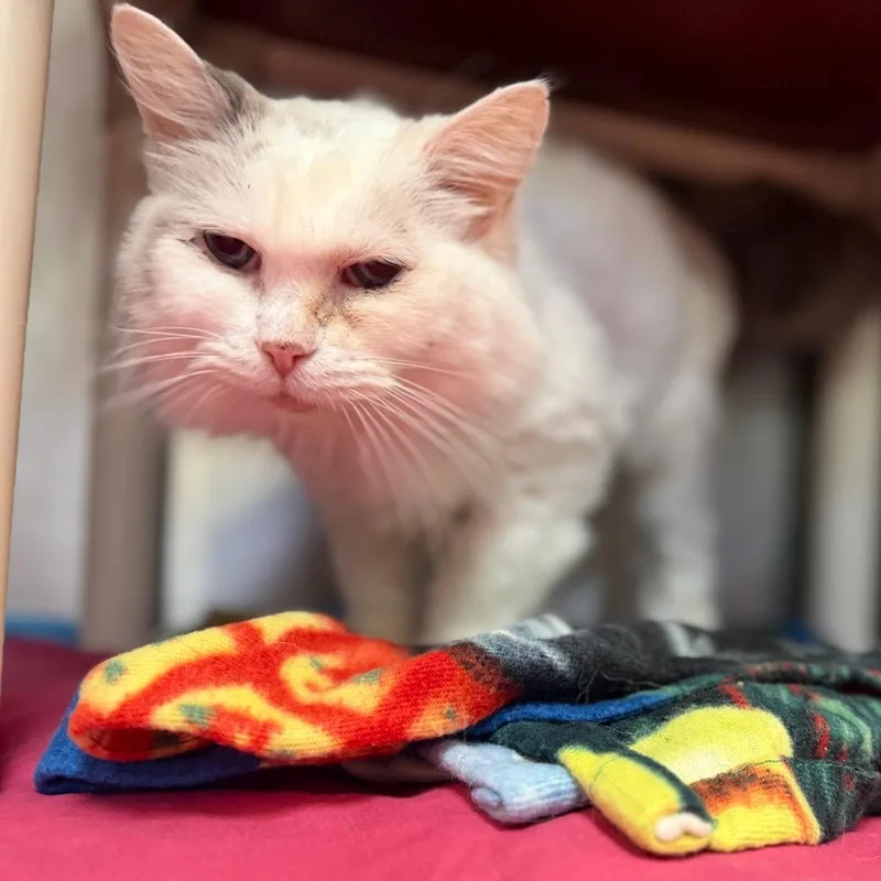 A senior medium-sized female White Ragdoll cat named Scarlet for adoption in Perkiomenville, PA