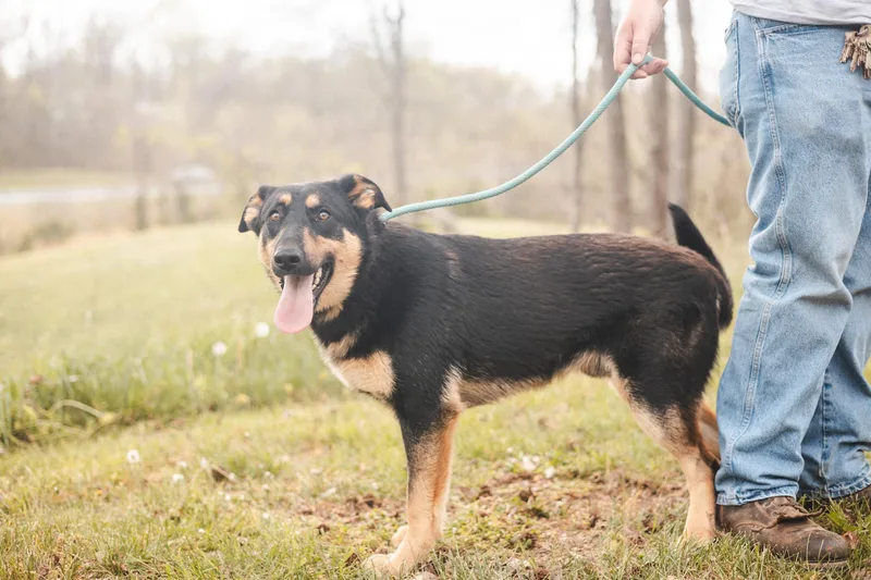 Thor Transport thumbnail 4