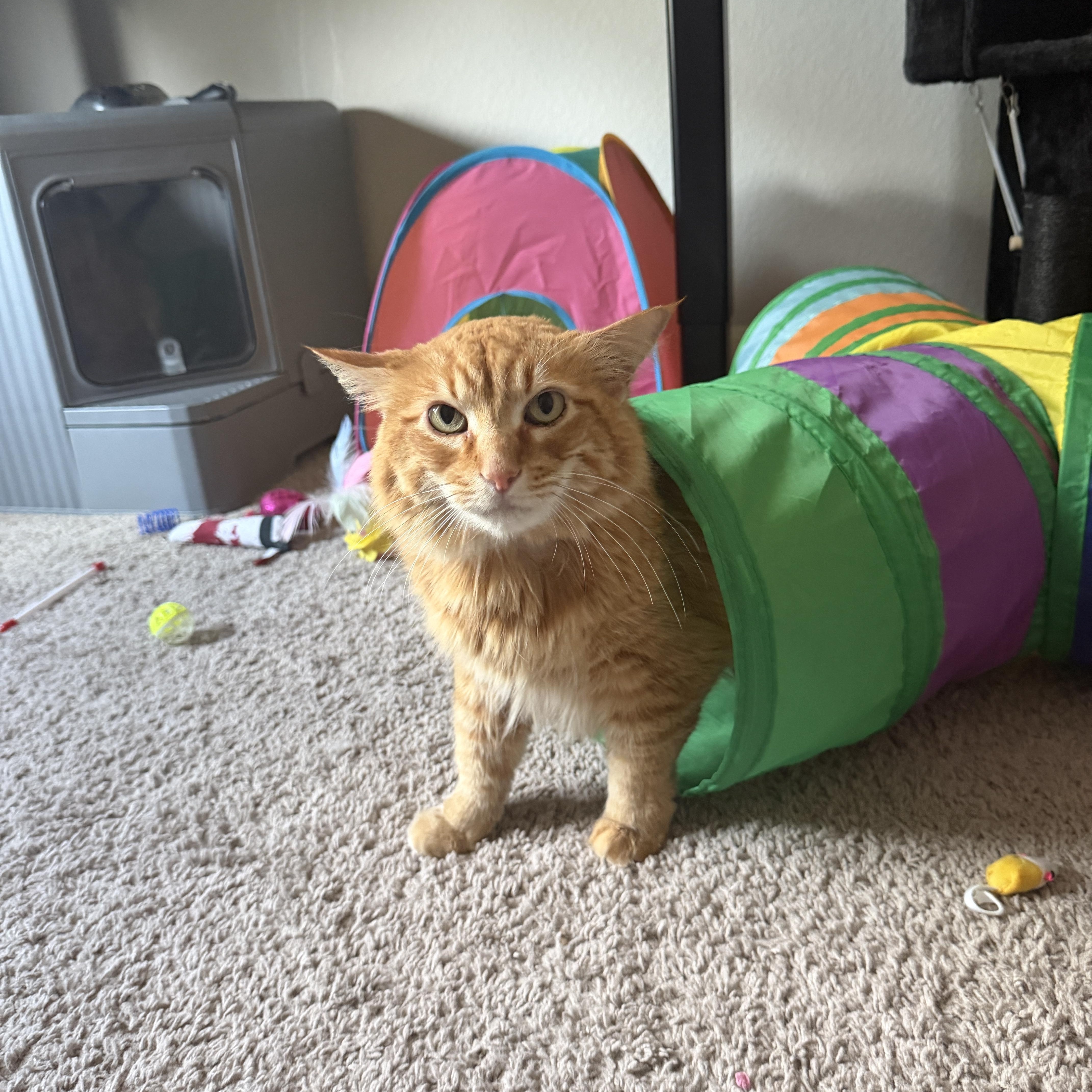 Cheetoh And Lola thumbnail 3