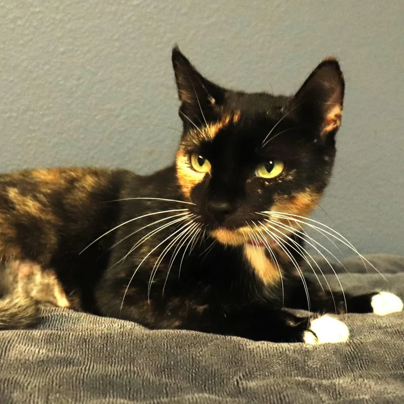 A young medium-sized female Black Domestic Short Hair cat named Drizzle for adoption in Lakeland, FL