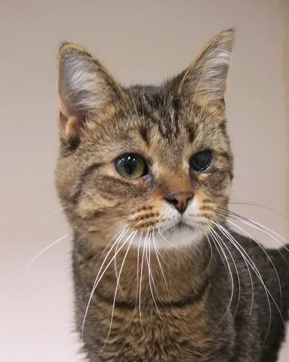A young medium-sized male Domestic Short Hair cat named Journey for adoption in Fishers, IN