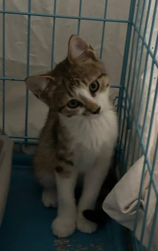 A baby small-sized male Domestic Short Hair cat named Bonair for adoption in Spring, TX