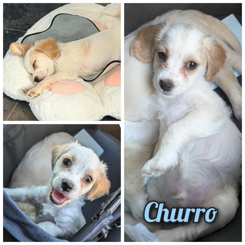 Churro thumbnail 2