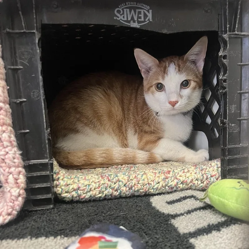 Honeycrisp thumbnail 2