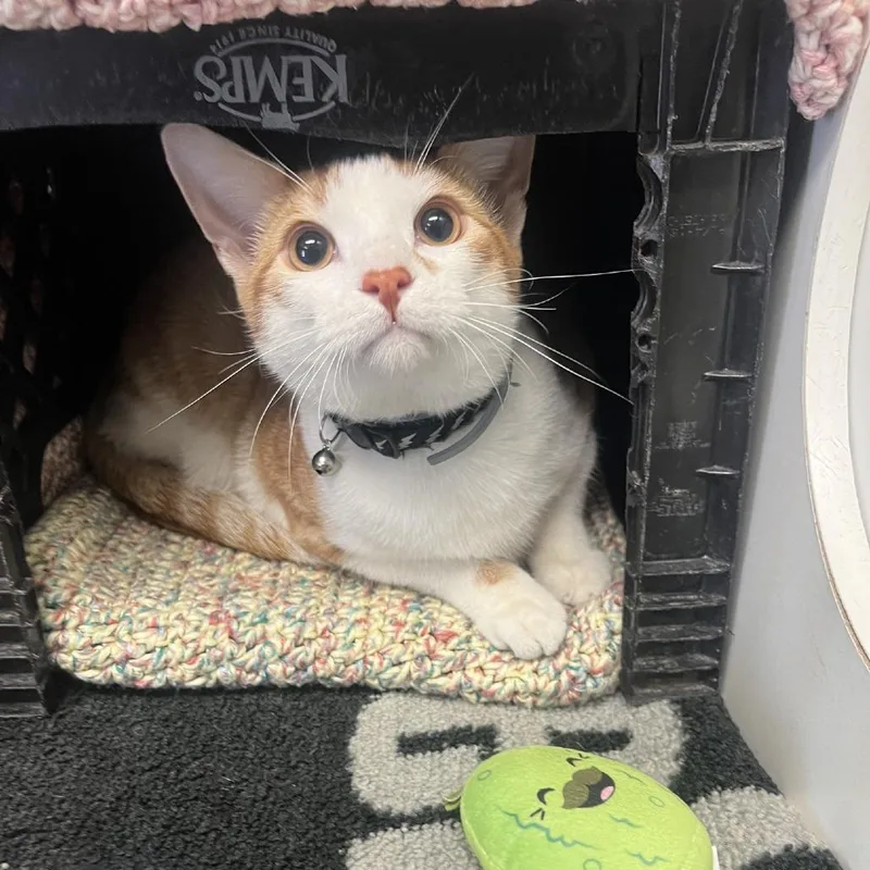 Honeycrisp thumbnail 3