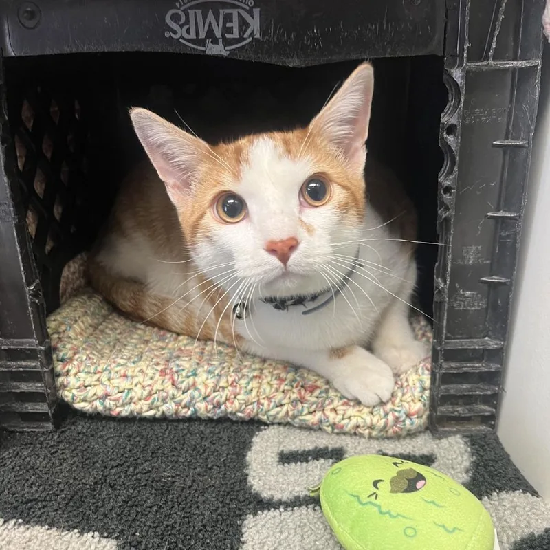 Honeycrisp thumbnail 4