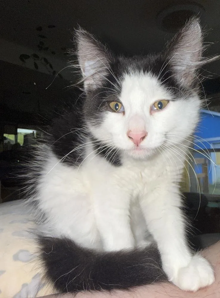A baby medium-sized male Domestic Medium Hair cat named Bonbon for adoption in Bellingham, WA