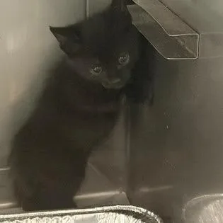 A baby small-sized male Black Domestic Short Hair cat named Worcaster for adoption in Long Beach, CA