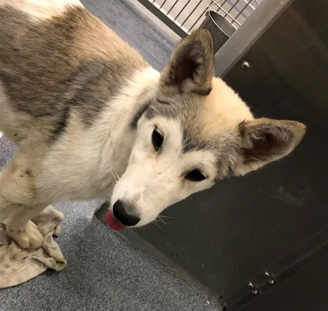 A young large-sized female Mixed Breed dog named Ran for adoption in Dallas, TX